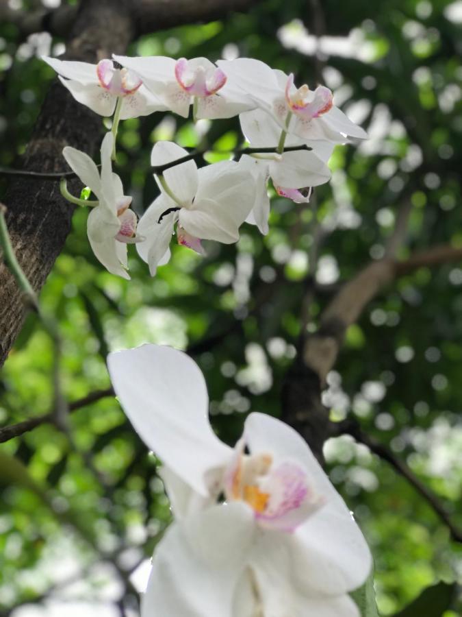 Green Edge Residences Dambulla Luaran gambar